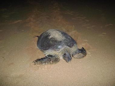 Villa en Rekawa (Matara)Casa de vacaciones