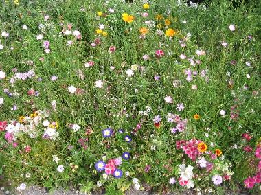 Casa de vacaciones en Riefensberg (Bludenz-Bregenzer Wald)Casa de vacaciones