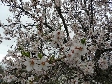 Casa de vacaciones en Gurzuf (Krym, Avtonomna Respublika)Casa de vacaciones