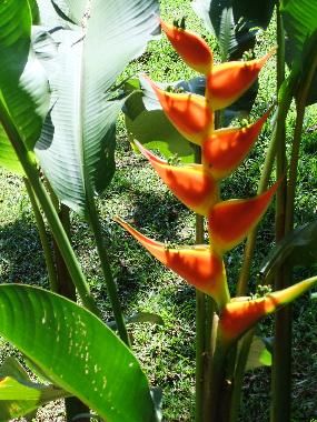 Casa de vacaciones en Horquetas (Heredia)Casa de vacaciones