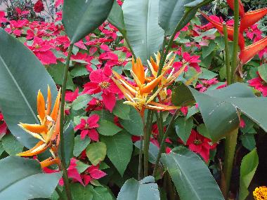 Cama y desayuno en Mariano Roque Alonso (Central)Casa de vacaciones
