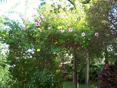 Cama y desayuno en Mariano Roque Alonso (Central)Casa de vacaciones