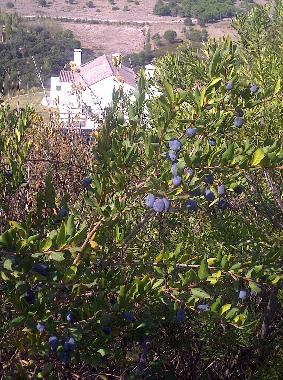 Cama y desayuno en Palmela (Pennsula de Setbal)Casa de vacaciones