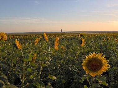 Apartamento de vacaciones en El Palmar de Vejer (C�diz) (C�diz)Casa de vacaciones