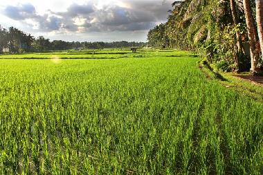 Casa de vacaciones en Ubud (Bali)Casa de vacaciones