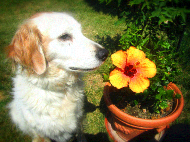 Apartamento de vacaciones en Calamandrana (Asti)Casa de vacaciones