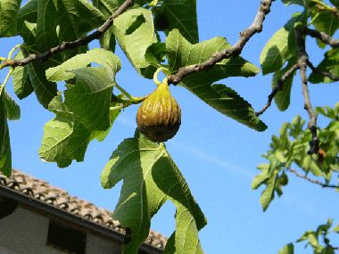 Apartamento de vacaciones en Calamandrana (Asti)Casa de vacaciones