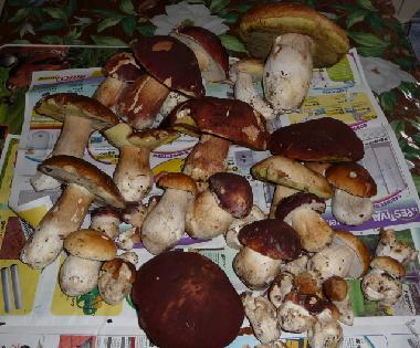 Chalet en Saint-Grons (Cantal)Casa de vacaciones