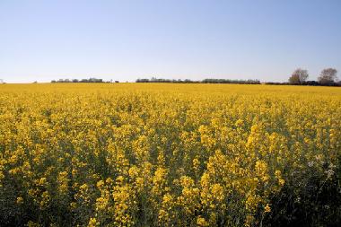 Apartamento de vacaciones en Neujellingsdorf (Insel Fehmarn)Casa de vacaciones