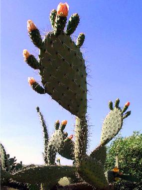 Casa de vacaciones en Chiclana (C�diz)Casa de vacaciones