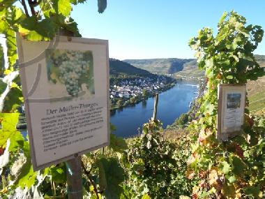 Apartamento de vacaciones en Zell-Mosel (Mosel - Saar)Casa de vacaciones