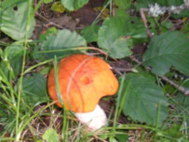 Casa de vacaciones en Kuru (Lansi-Suomen Laani)Casa de vacaciones