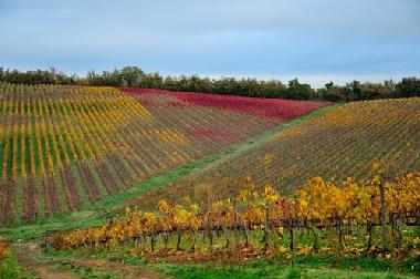 Casa de vacaciones en castelnuovo berardenga Siena (Siena)Casa de vacaciones