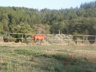 Casa de vacaciones en Cavriglia/Montegonzi (Firenze)Casa de vacaciones