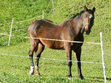 Apartamento de vacaciones en Tschagguns (Bludenz-Bregenzer Wald)Casa de vacaciones