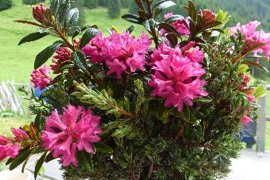 Apartamento de vacaciones en Tschagguns (Bludenz-Bregenzer Wald)Casa de vacaciones