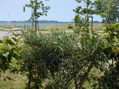 Apartamento de vacaciones en Wiek (Ostsee-Inseln)Casa de vacaciones