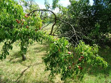 Casa de vacaciones en Siofok - Toreki (Somogy)Casa de vacaciones