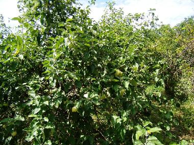 Casa de vacaciones en Siofok - Toreki (Somogy)Casa de vacaciones