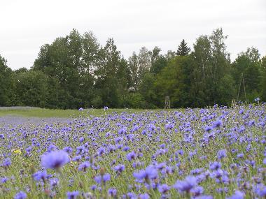 Casa de vacaciones en Kurzeme, Edole (Lettland)Casa de vacaciones