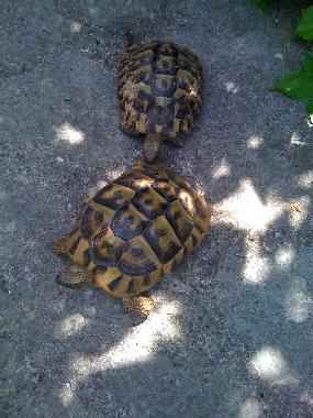 Apartamento de vacaciones en Zadar (Zadarska)Casa de vacaciones