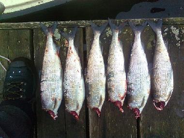 Casa de vacaciones en Stockholm (Stockholm)Casa de vacaciones