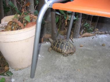 Apartamento de vacaciones en Zadar (Zadarska)Casa de vacaciones