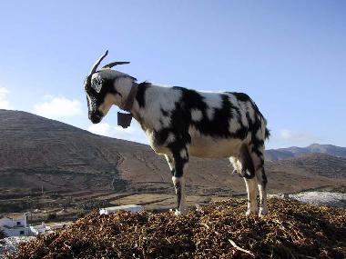 Apartamento de vacaciones en Playa Sta. Ins (Fuerteventura)Casa de vacaciones