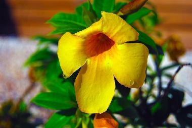 Apartamento de vacaciones en Willemstad (Curacao)Casa de vacaciones