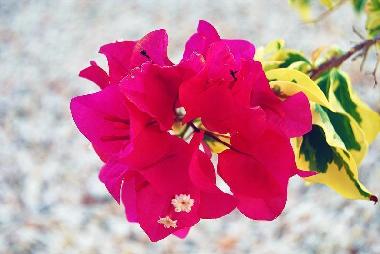 Apartamento de vacaciones en Willemstad (Curacao)Casa de vacaciones