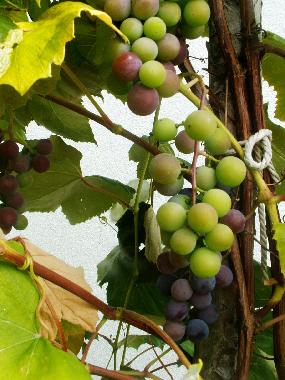 Casa de vacaciones en Schwanberg (West- und S�dsteiermark)Casa de vacaciones