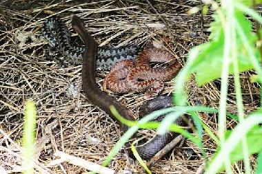 Casa de vacaciones en Uherce Mineralne (Podkarpackie)Casa de vacaciones
