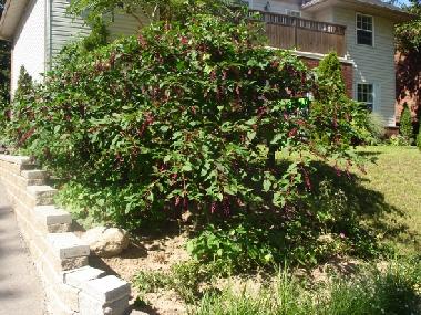 Cama y desayuno en Niagara Falls (Ontario)Casa de vacaciones