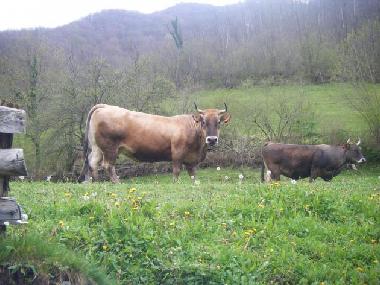 Apartamento de vacaciones en CAMPO DE CASO (Asturias)Casa de vacaciones