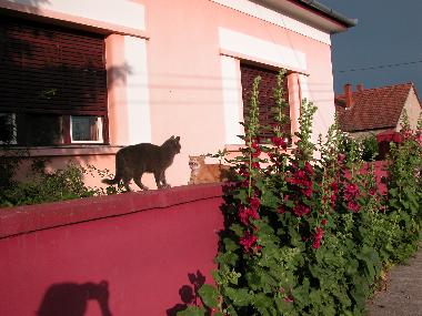 Casa de vacaciones en Nagydobsza (Baranya)Casa de vacaciones