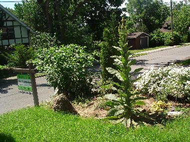 Cama y desayuno en Niagara Falls (Ontario)Casa de vacaciones