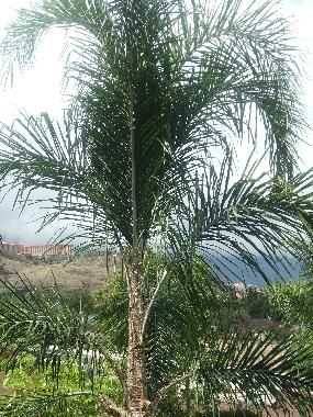 Apartamento de vacaciones en Puerto de la Cruz (Teneriffa)Casa de vacaciones