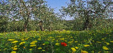 Apartamento de vacaciones en Diano San Pietro (Imperia)Casa de vacaciones