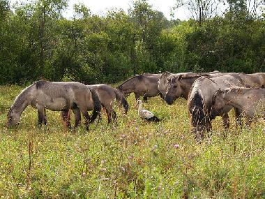 Apartamento de vacaciones en Liepaja (Lettland)Casa de vacaciones