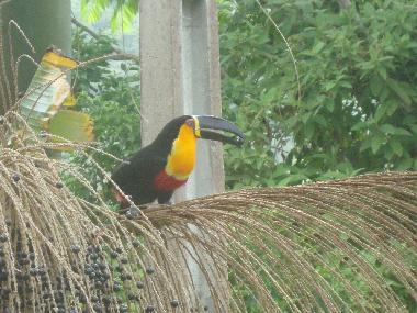 Chalet en florianopolis (Santa Catarina)Casa de vacaciones