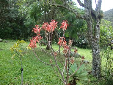 Chalet en florianopolis (Santa Catarina)Casa de vacaciones
