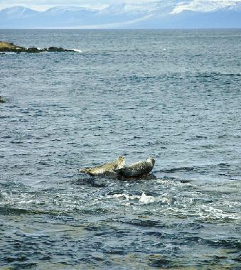 Apartamento de vacaciones en Isafjordur (Isafjordur)Casa de vacaciones