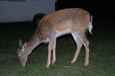 Apartamento de vacaciones en Reggello-Fi (Firenze)Casa de vacaciones