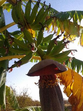 Chalet en Monda (Mlaga)Casa de vacaciones