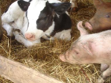 Chalet en anagni (Roma)Casa de vacaciones