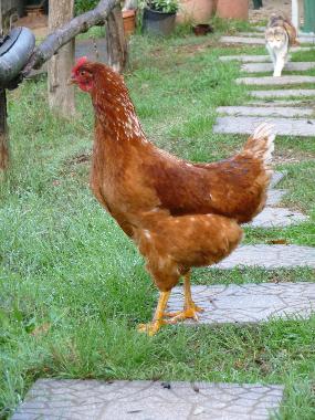 Chalet en anagni (Roma)Casa de vacaciones