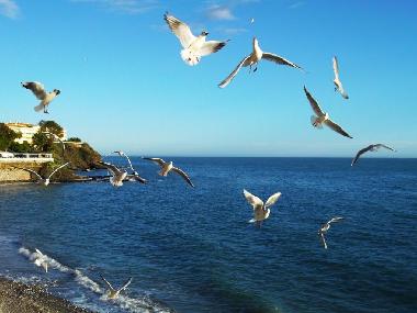 Apartamento de vacaciones en Benalmadena (M�laga)Casa de vacaciones