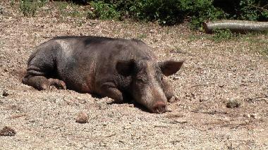 Casa de vacaciones en Travo (Haute-Corse)Casa de vacaciones