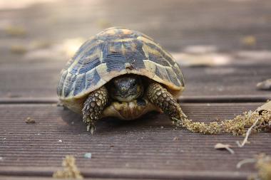 Casa de vacaciones en Travo (Haute-Corse)Casa de vacaciones