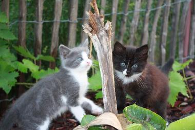 Casa de vacaciones en Travo (Haute-Corse)Casa de vacaciones